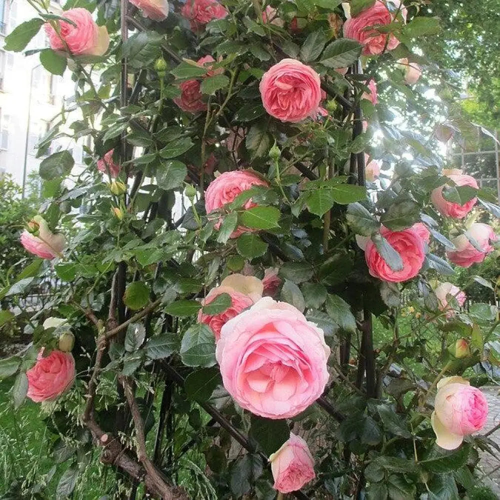 Eden® Rose 3 GALLON Shrub
