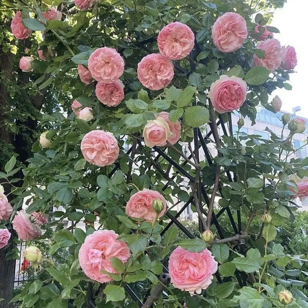 Eden® Rose 3 GALLON Shrub