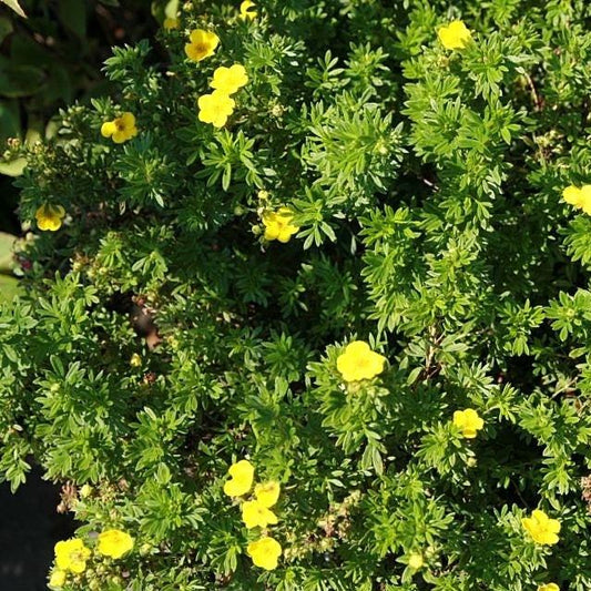 Goldfinger Potentilla