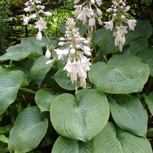 Elegans Hosta Perennial