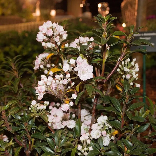 Elf Mountain Laurel Shrub
