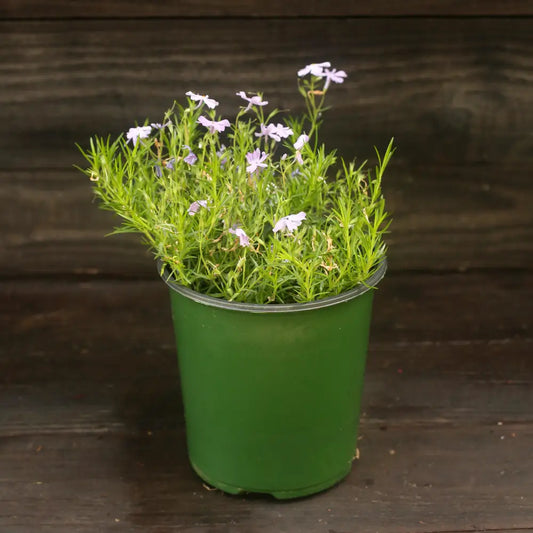 Emerald Blue Creeping Phlox 1 GALLON Perennial