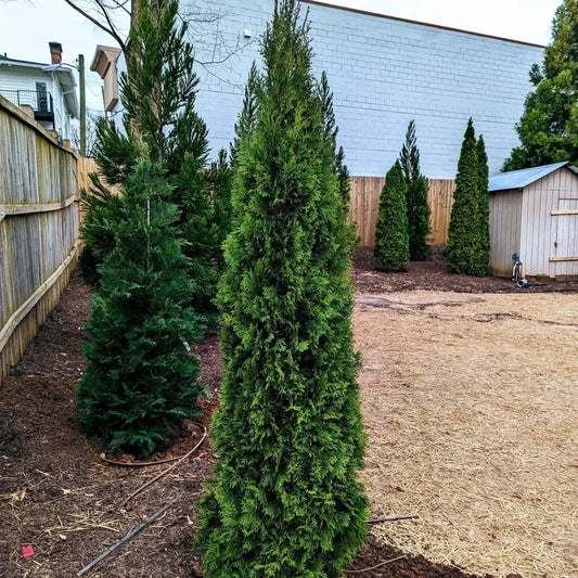Emerald Green Arborvitae Conifer