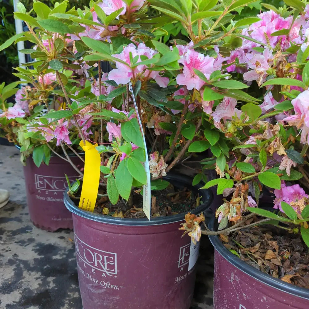 Encore® Autumn Twist™ Azalea 3 GALLON Shrub