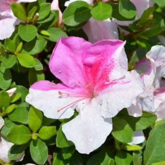 Encore® Autumn Twist™ Azalea 3 GALLON Shrub