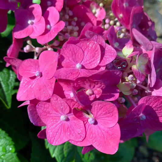 Endless Summer® Summer Crush® Hydrangea Shrub