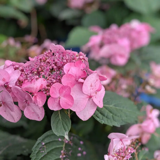 Endless Summer® Twist N Shout™ Hydrangea Shrub