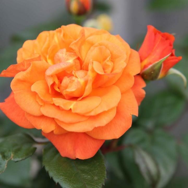 Rosa x 'Noa1112130'  - Showpiece™ Orange Rose