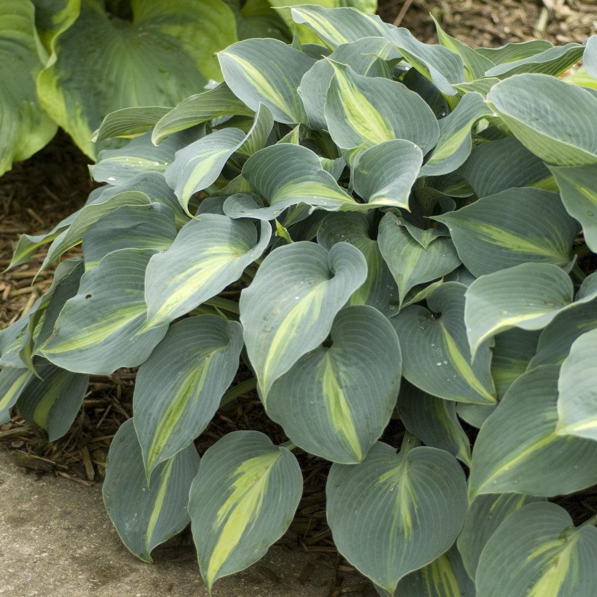 Hosta 'Touch of Class'  - Touch of Class Hosta
