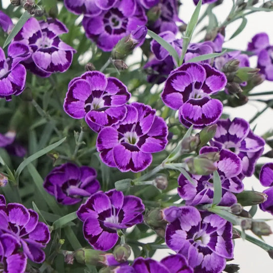 EverLast™ Violet Blue Dianthus 1 GALLON Perennial