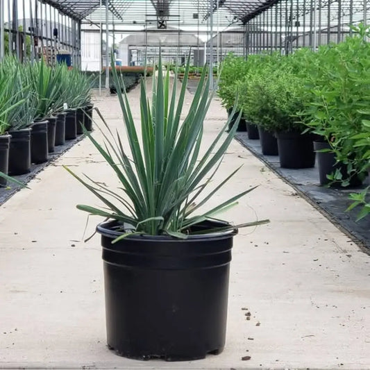 Excalibur Yucca 2 GALLON Shrub