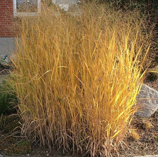 Panicum virgatum 'Thundercloud'  - Thundercloud Switch Grass