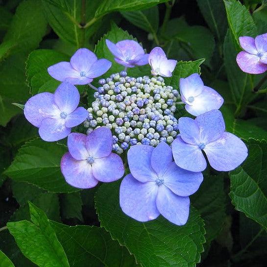 Endless Summer® Pop Star® Hydrangea