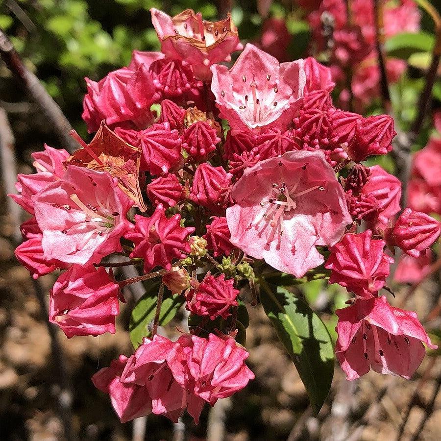 Raspberry Glow Mountain Laurel