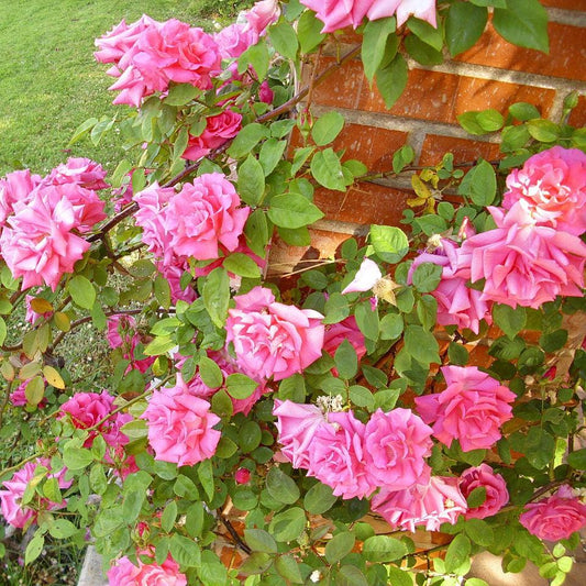 Zéphirine Drouhin Rose