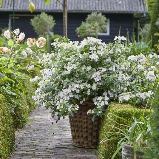 Fairytrail Bride® Cascade Hydrangea 2 GALLON DECO POT Shrub