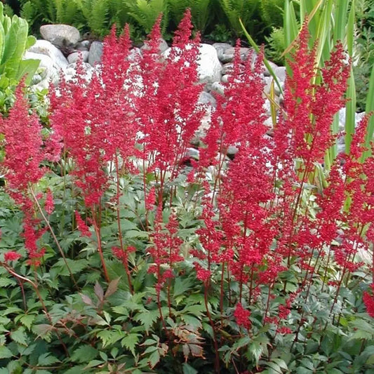 Fanal Astilbe Perennial