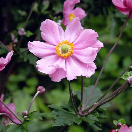 Fantasy™ Pocahontas Anemone 1 GALLON Perennial