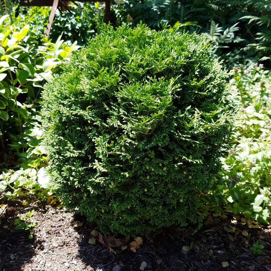 Hetz Midget Arborvitae, Mini Arborvitae