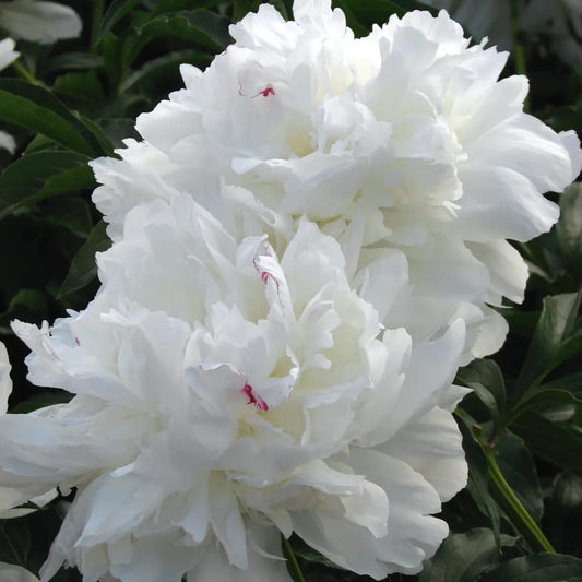 Festiva Maxima Peony Perennial