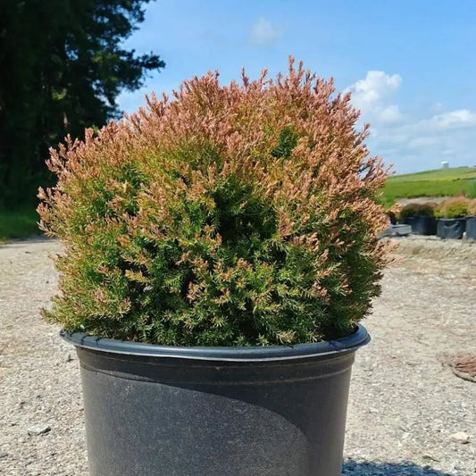 Fire Chief™ Globe Arborvitae Shrub