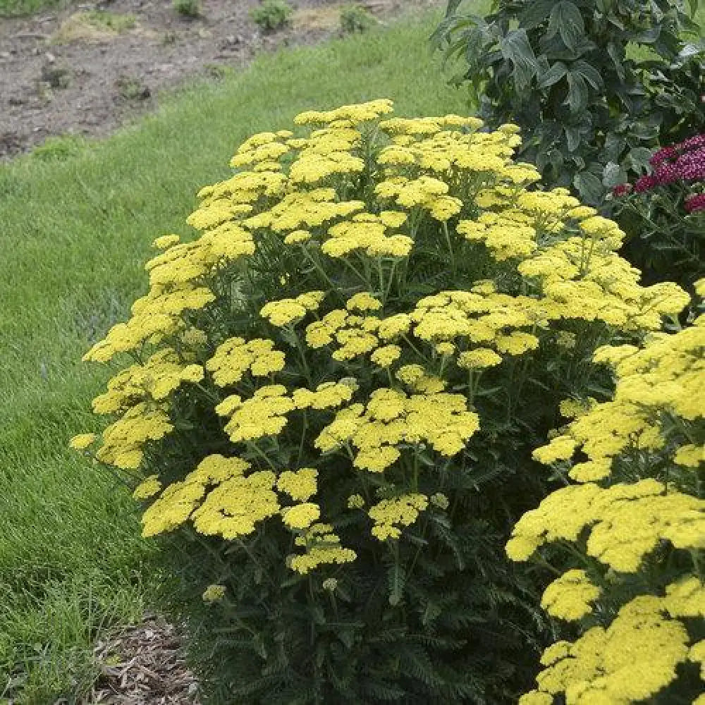Firefly Sunshine Yarrow 1 GALLON Perennial