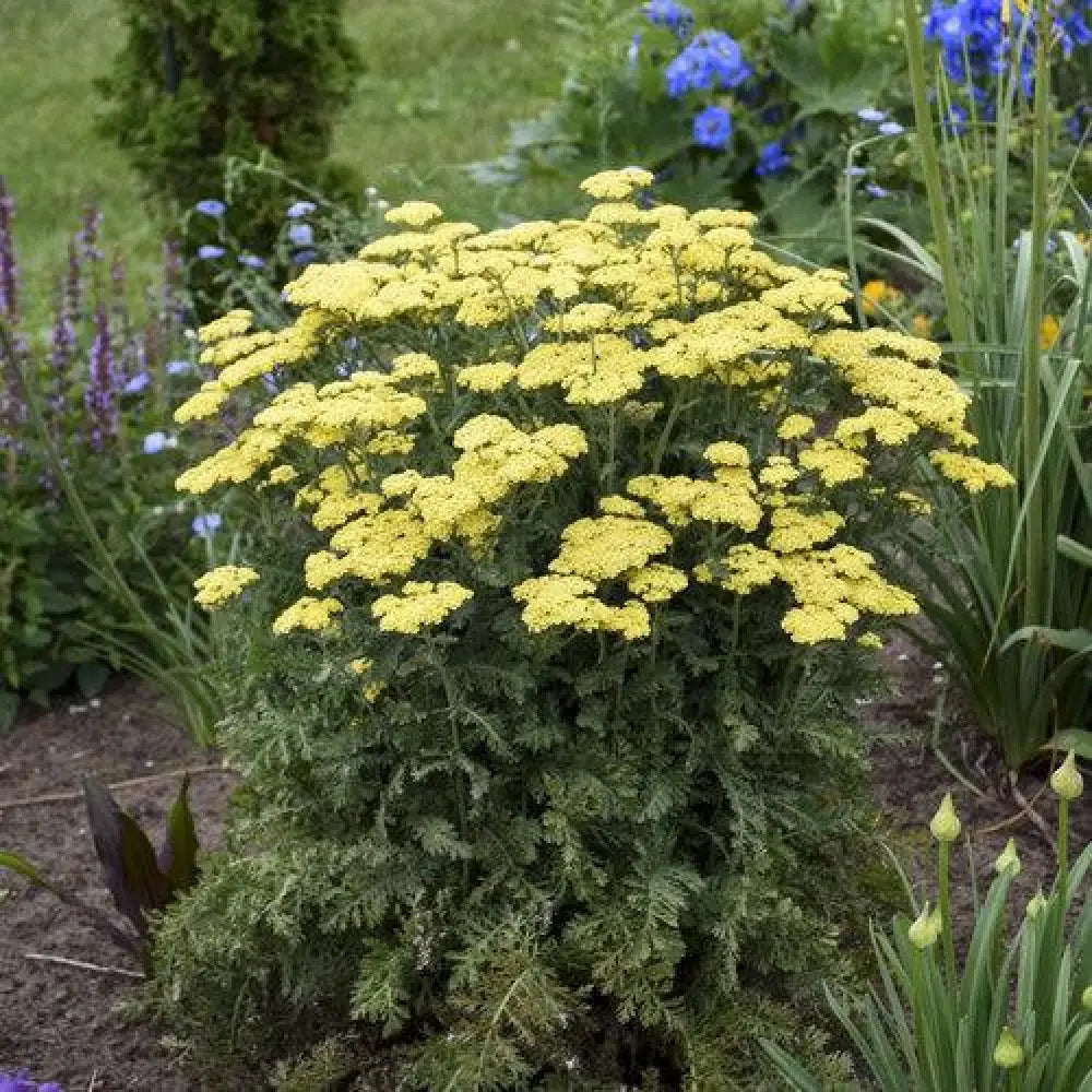 Firefly Sunshine Yarrow 1 GALLON Perennial
