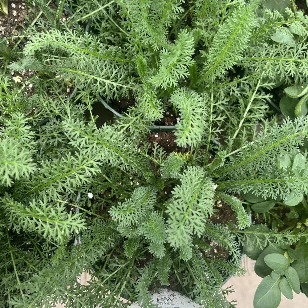 Firefly Sunshine Yarrow 1 GALLON Perennial
