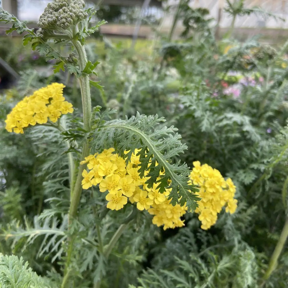 Firefly Sunshine Yarrow 1 GALLON Perennial