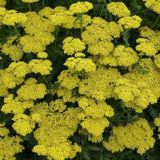 Firefly Sunshine Yarrow 1 GALLON Perennial