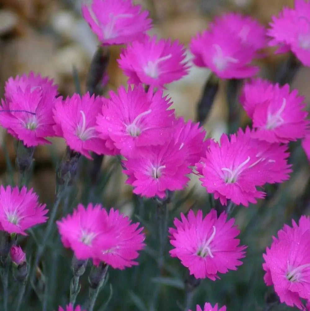 Firewitch Dianthus Cheddar Pink 1 GALLON Perennial