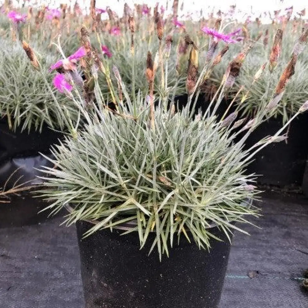 Firewitch Dianthus Cheddar Pink 1 GALLON Perennial