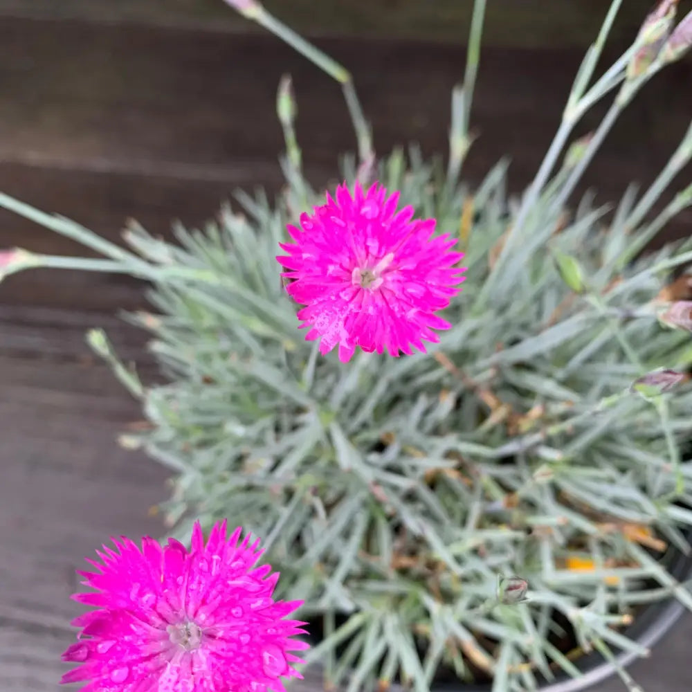 Firewitch Dianthus Cheddar Pink 1 GALLON Perennial