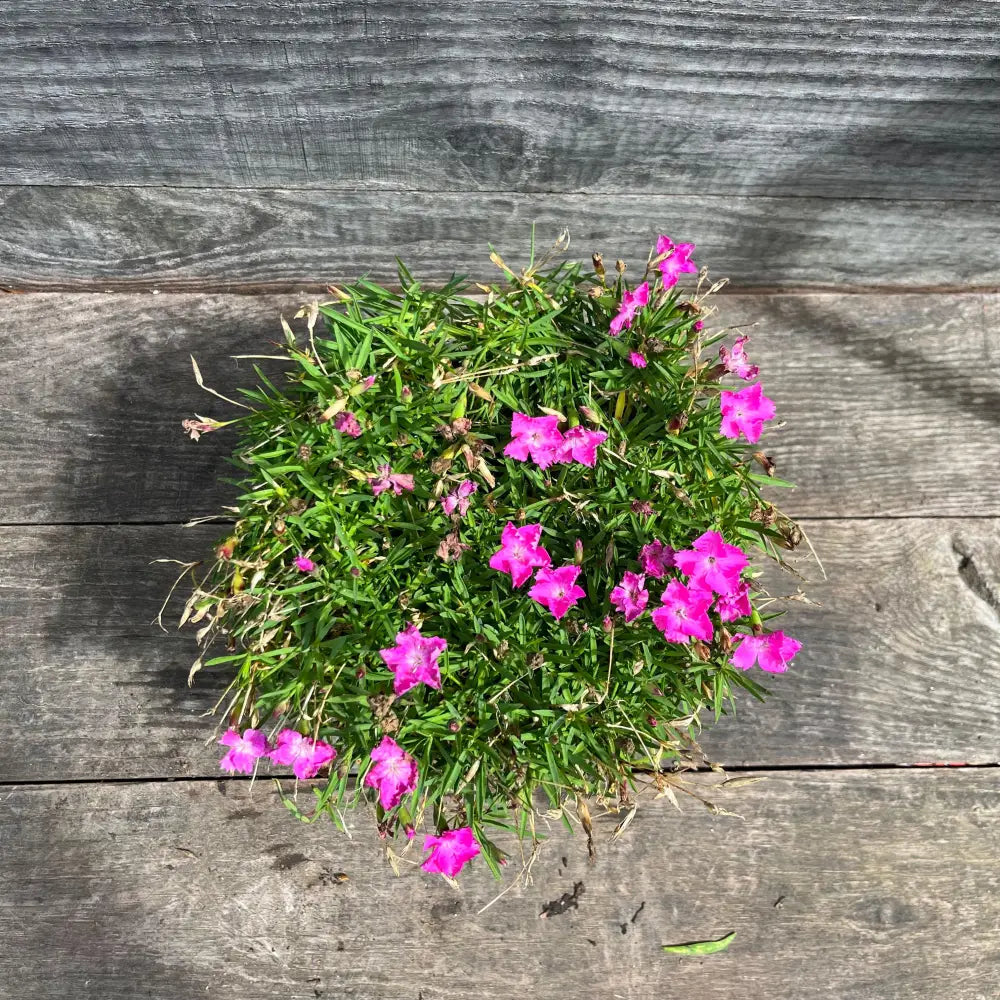 Firewitch Dianthus Cheddar Pink 1 GALLON Perennial