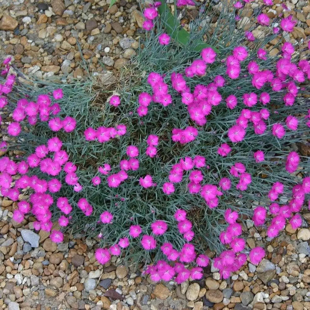 Firewitch Dianthus Cheddar Pink 1 GALLON Perennial