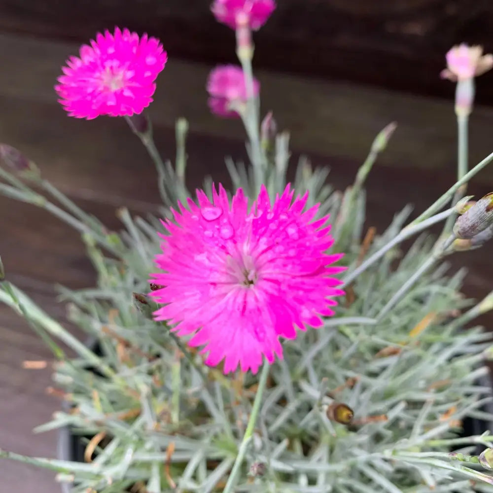 Firewitch Dianthus Cheddar Pink 1 GALLON Perennial