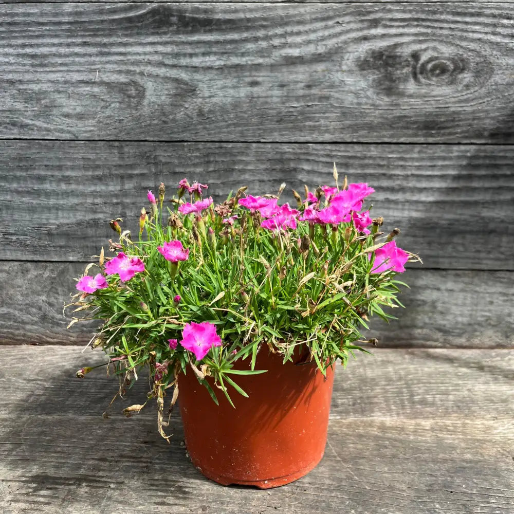 Firewitch Dianthus Cheddar Pink 1 GALLON Perennial