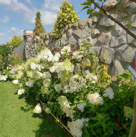First Editions® Berry White® Hydrangea 3 GALLON Shrub