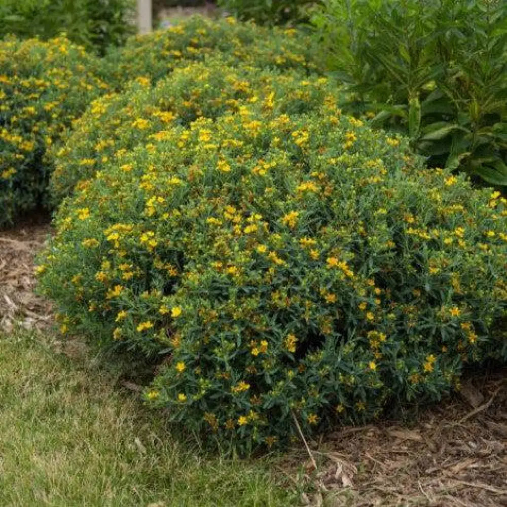 First Editions® Cobalt-n-Gold™ St. John’s Wort 2 GALLON Shrub