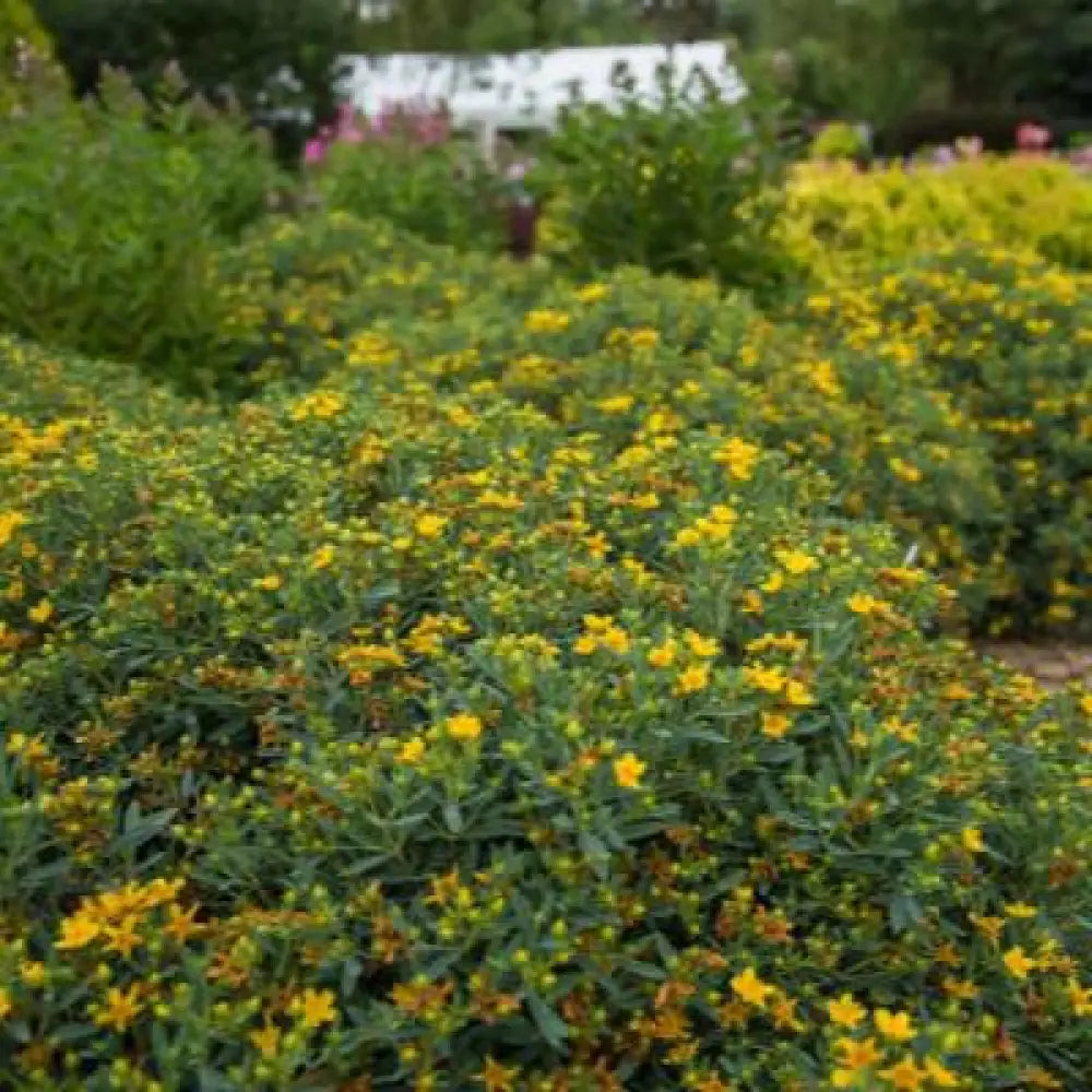 First Editions® Cobalt-n-Gold™ St. John’s Wort 2 GALLON Shrub
