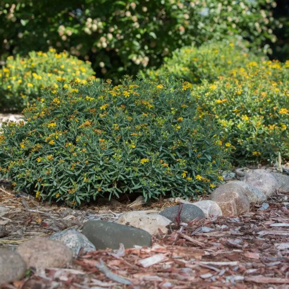 First Editions® Cobalt-n-Gold™ St. John’s Wort 2 GALLON Shrub