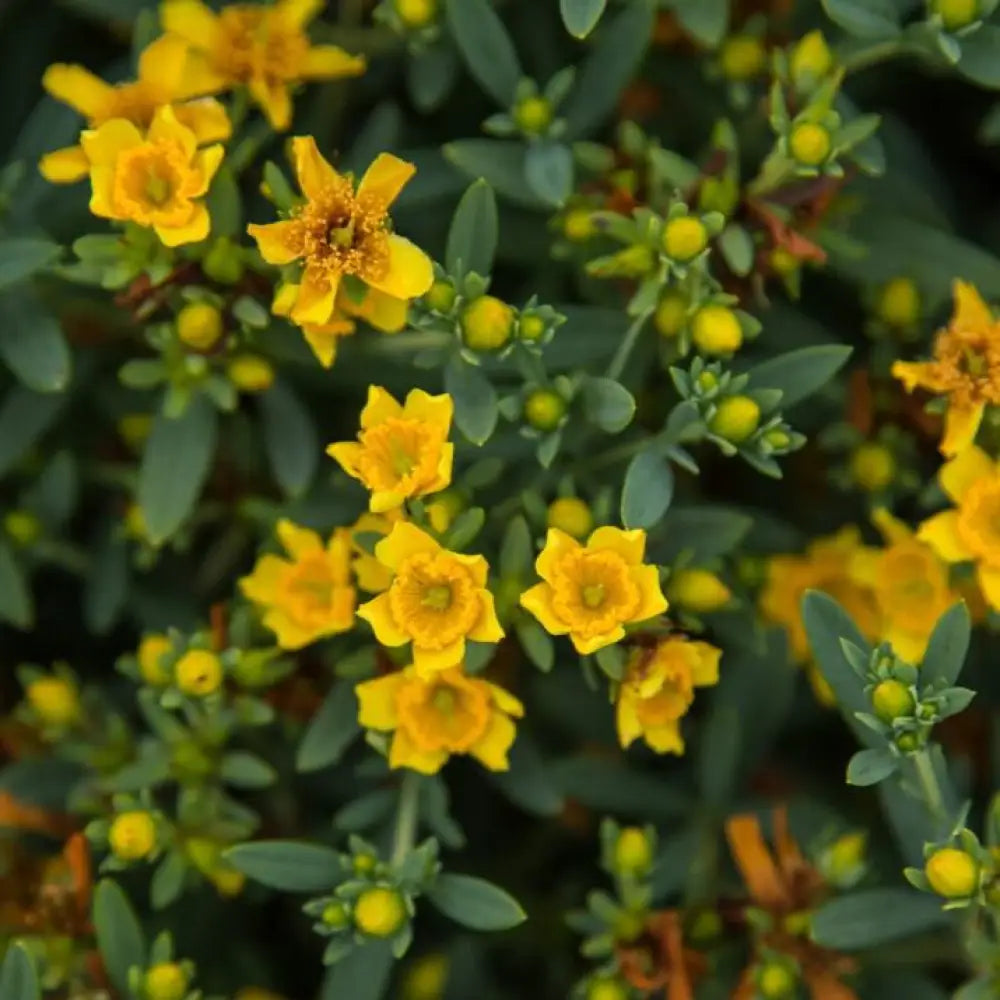 First Editions® Cobalt-n-Gold™ St. John’s Wort 2 GALLON Shrub