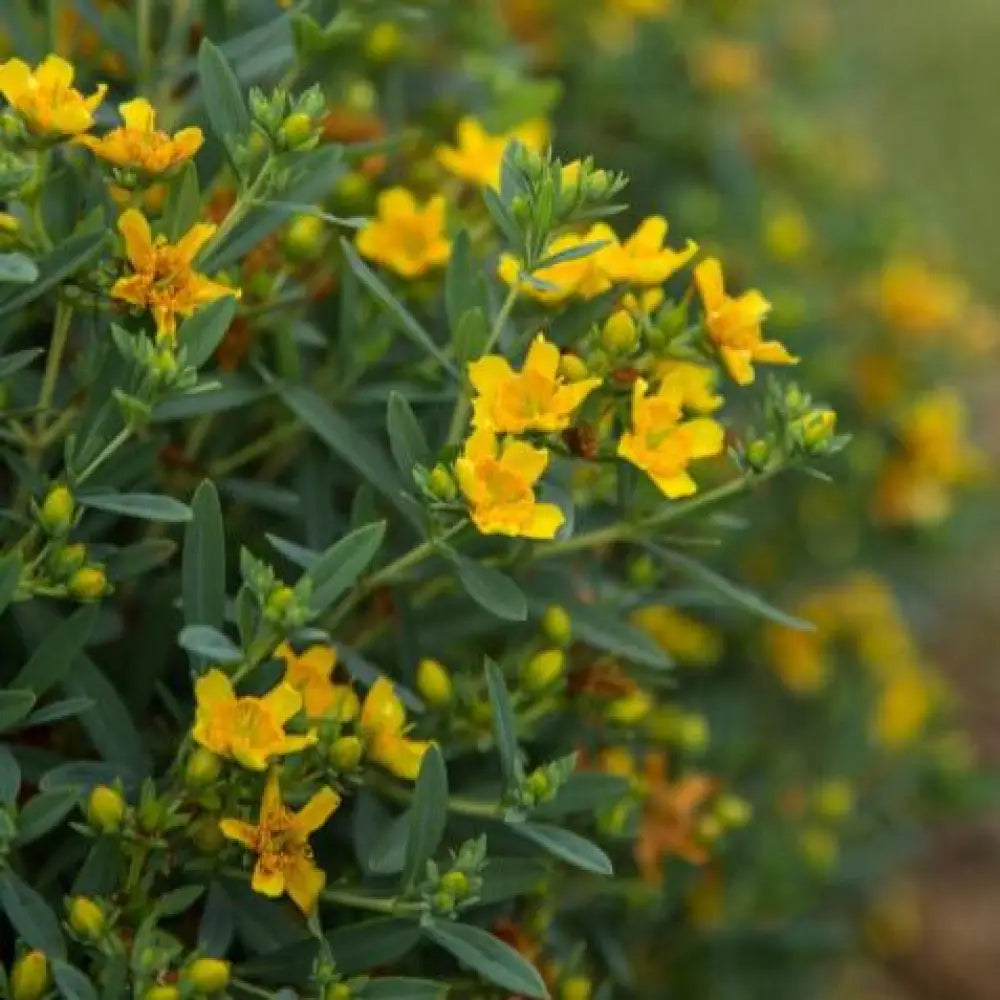 First Editions® Cobalt-n-Gold™ St. John’s Wort 2 GALLON Shrub