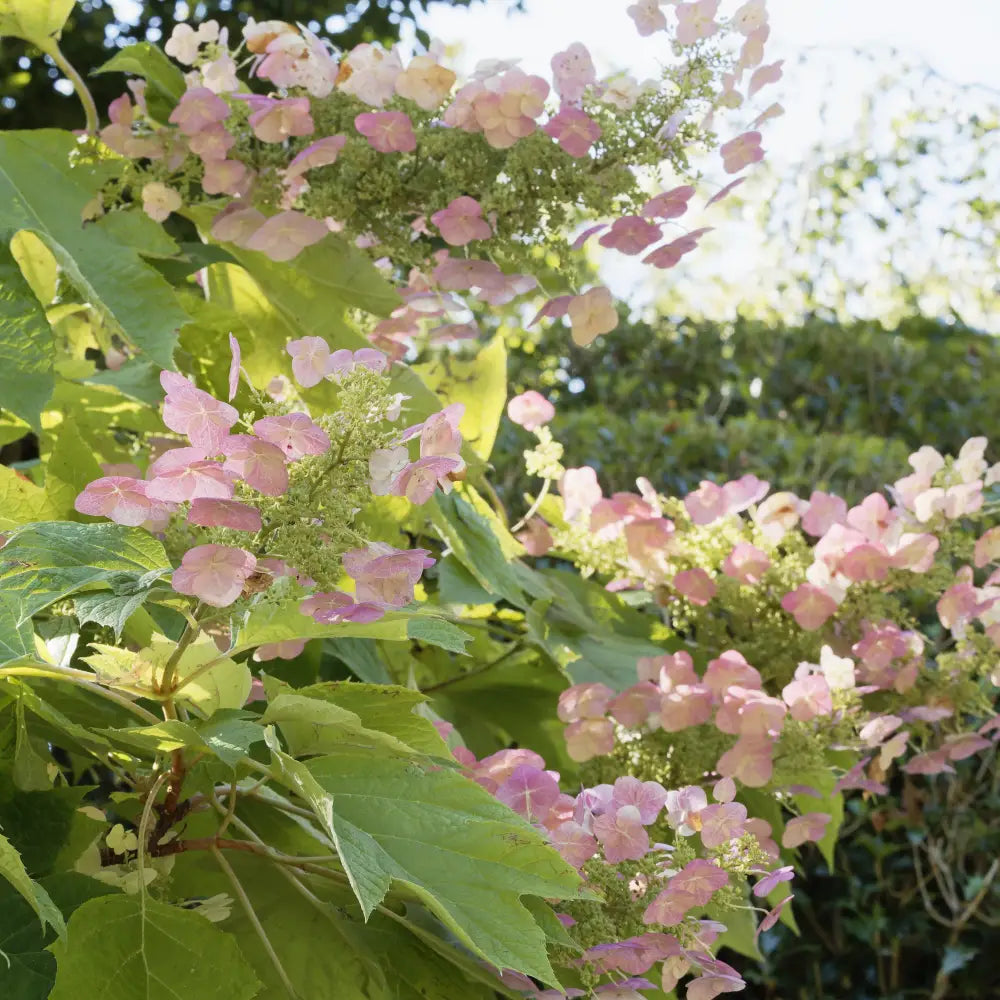 First Editions® Jetstream Oakleaf Hydrangea 3 GALLON Shrub