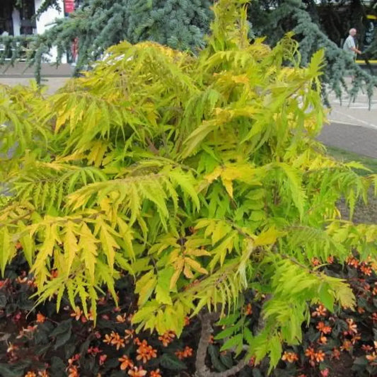 First Editions® Tiger Eyes Staghorn Sumac 3 GALLON Shrub
