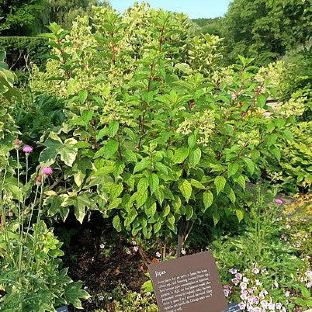 First Editions® Vanilla Strawberry™ Hydrangea Shrub
