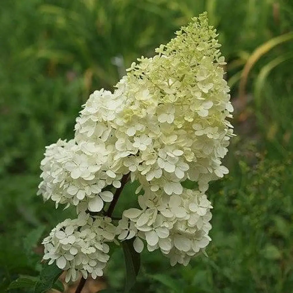 First Editions® Vanilla Strawberry™ Hydrangea Shrub