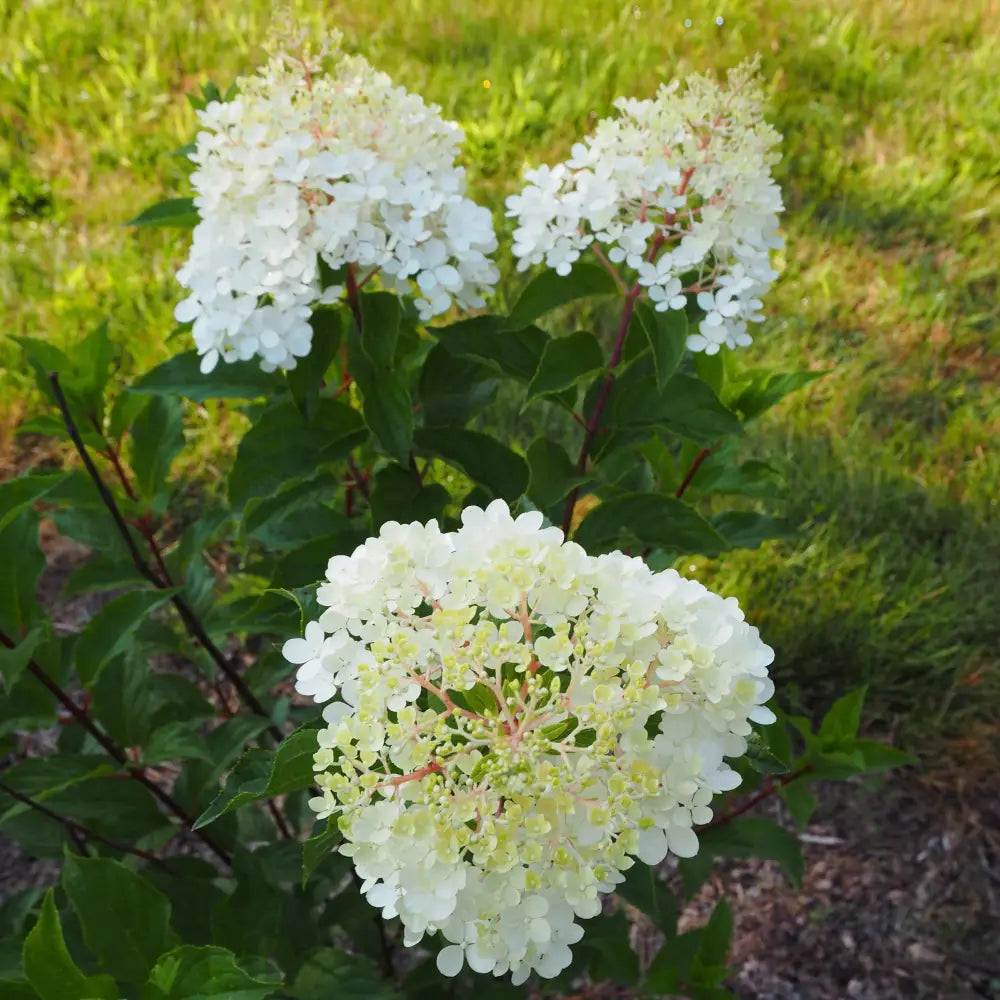 First Editions® Vanilla Strawberry™ Hydrangea Shrub