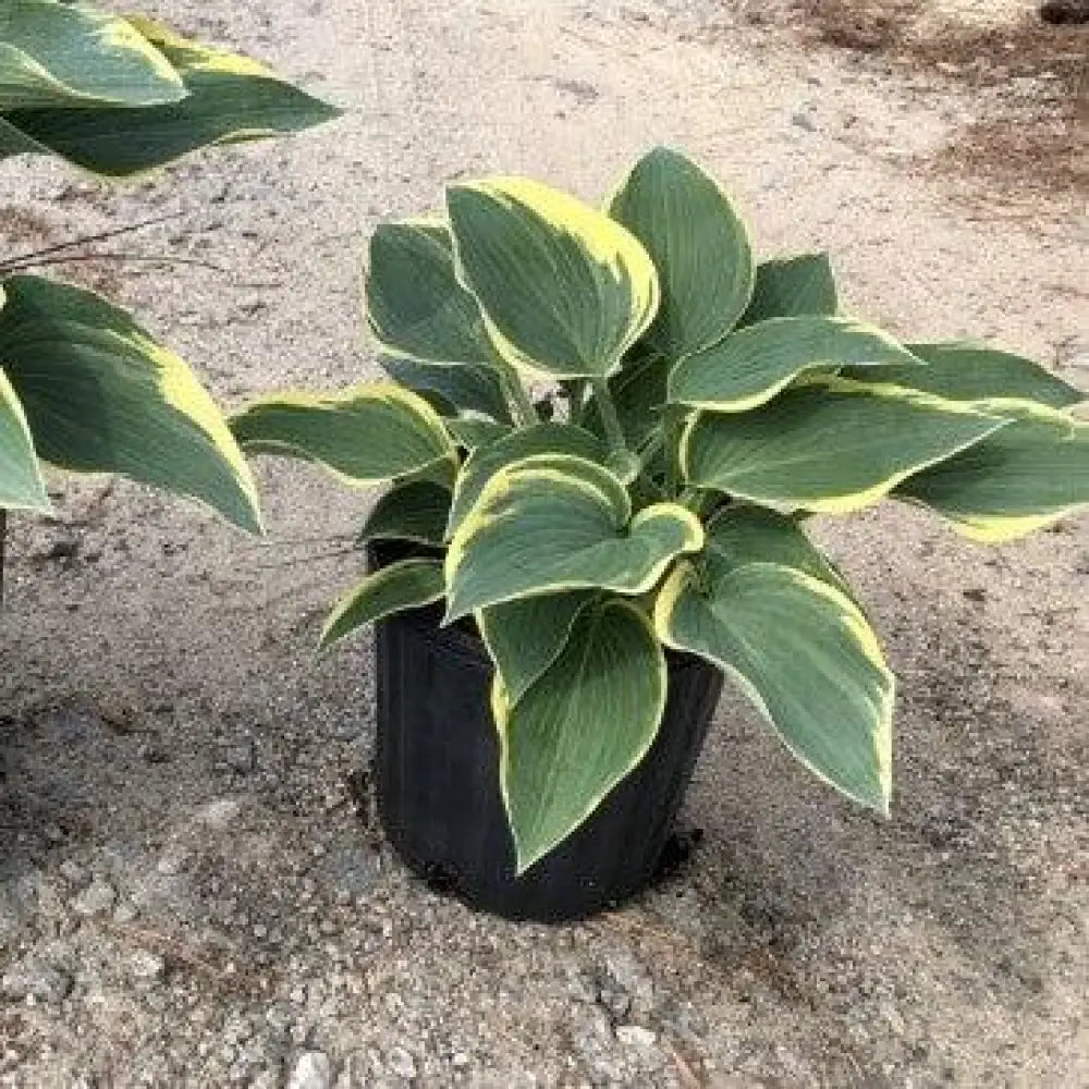 First Frost Hosta Perennial