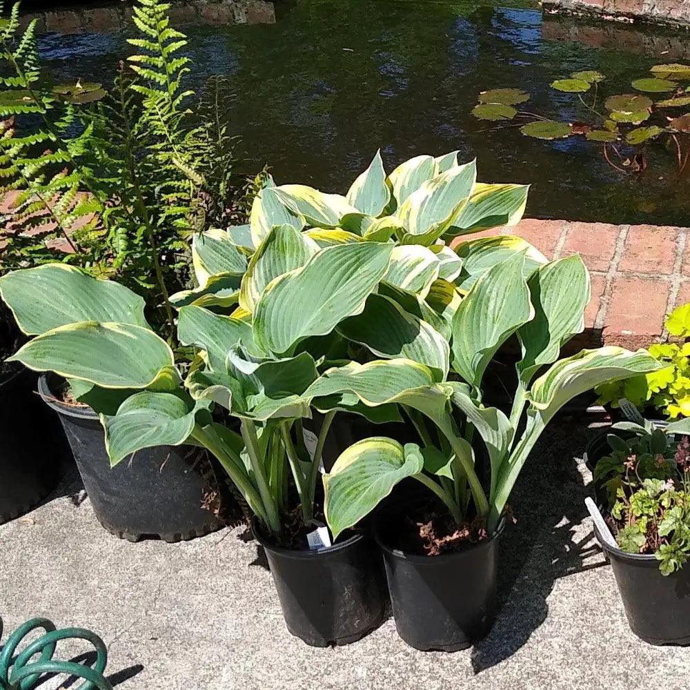 First Frost Hosta Perennial